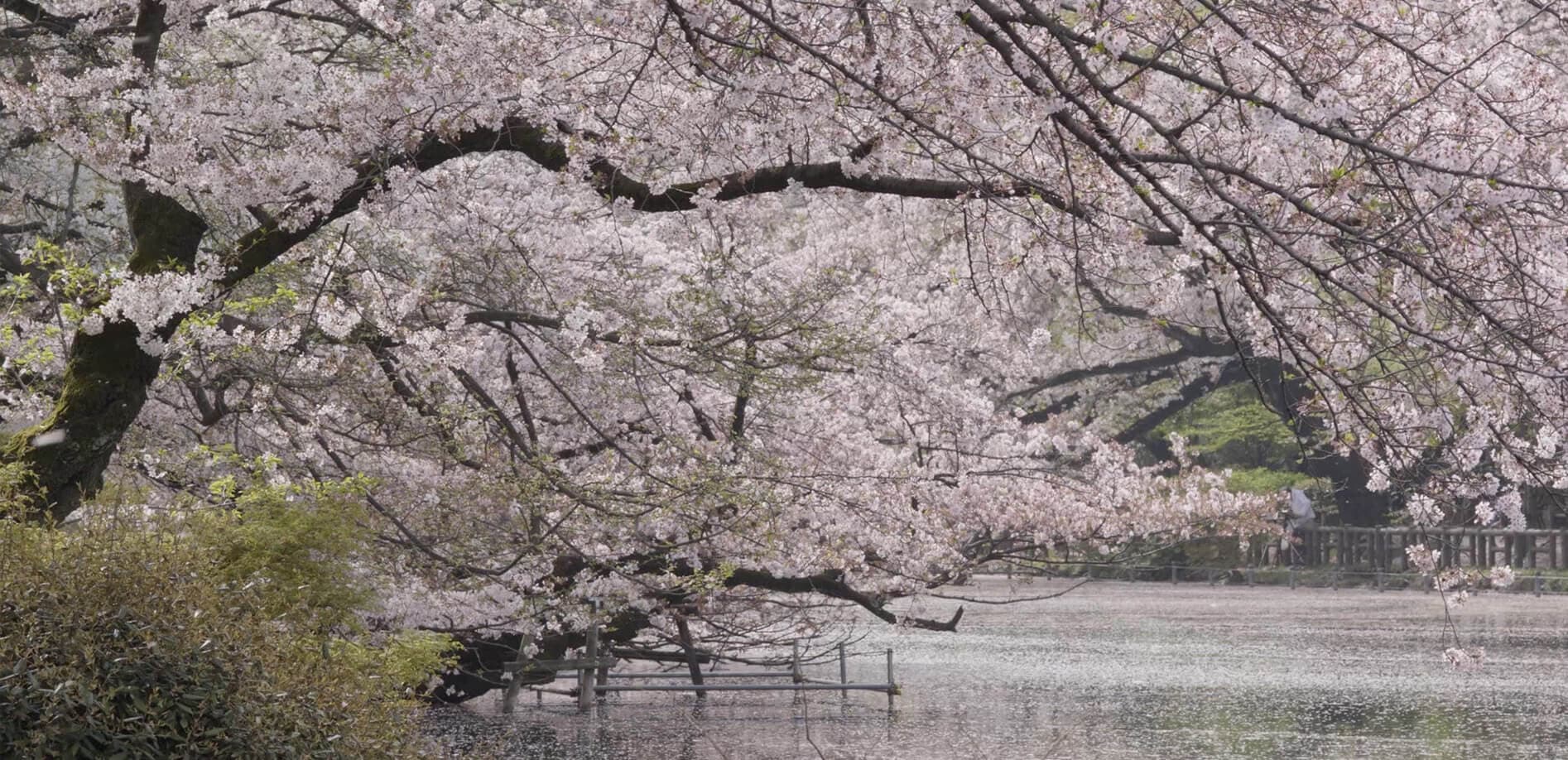 都心の桜_8K