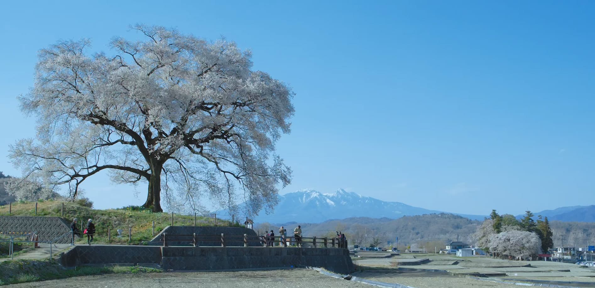 わに塚の桜