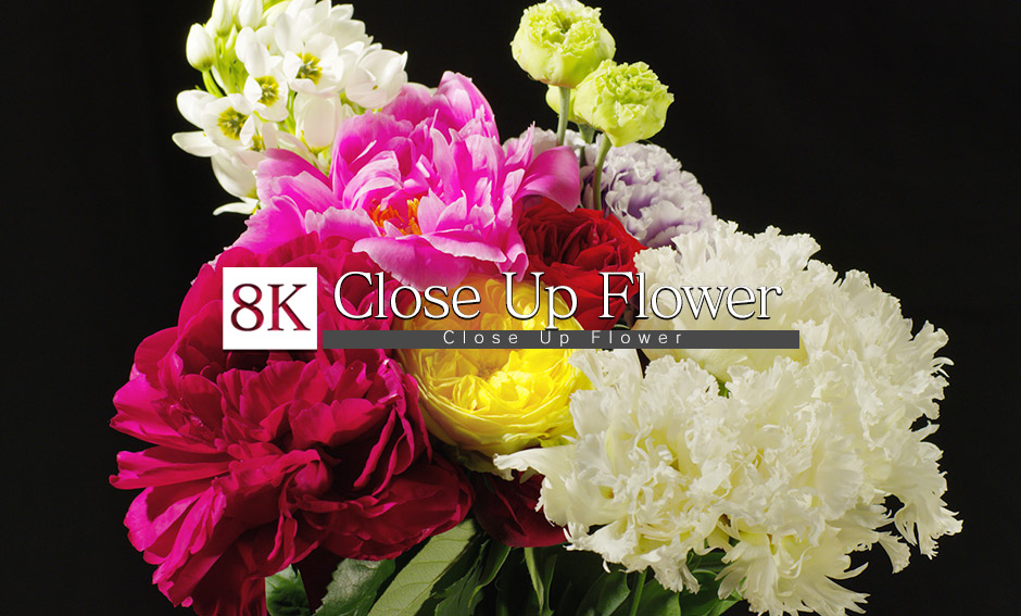 Close Up Flower_8K