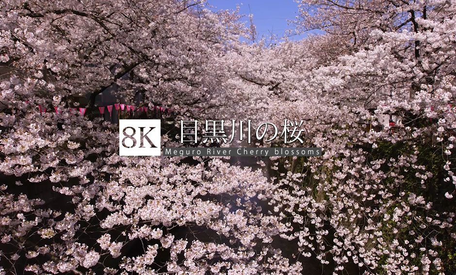 花満開！東京、目黒川沿いの桜_8K