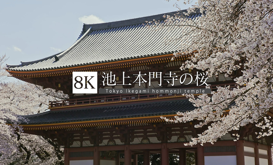 東京の桜、池上本門寺_8K
