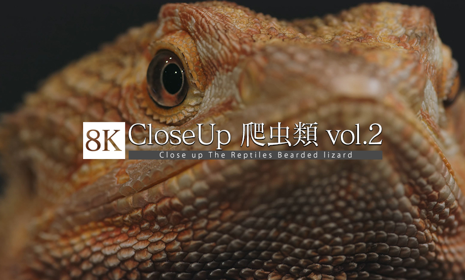 CLOSE UP_爬虫類_vol.2 フトアゴヒゲトカゲ