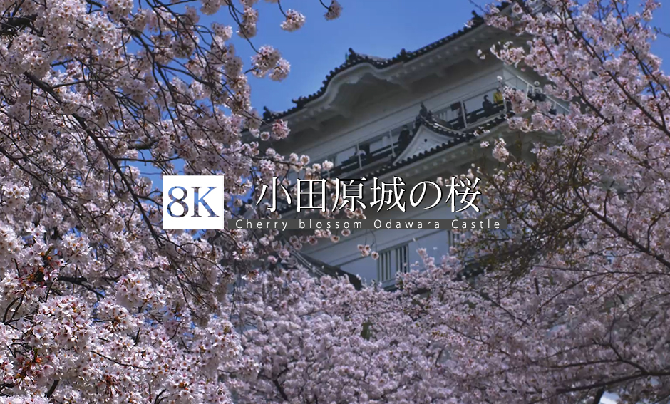小田原城の桜_8K