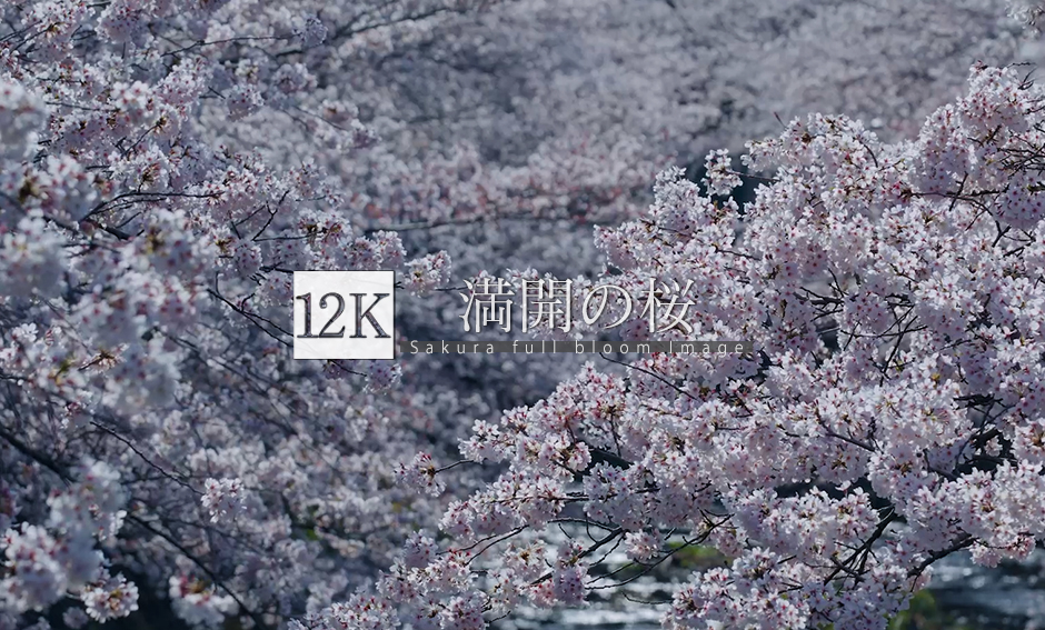 満開の桜_12K