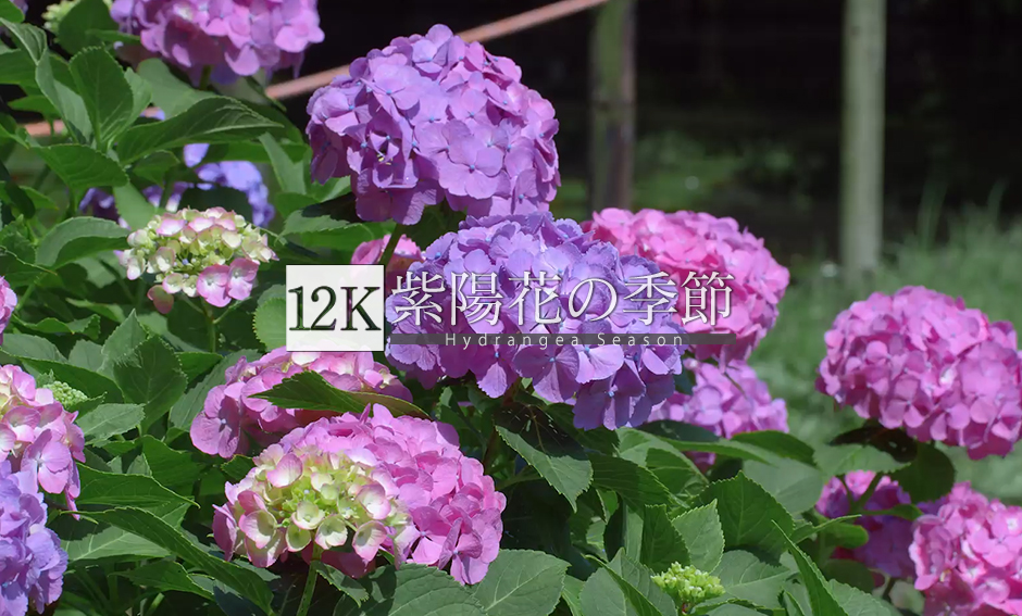 紫陽花の季節_12K