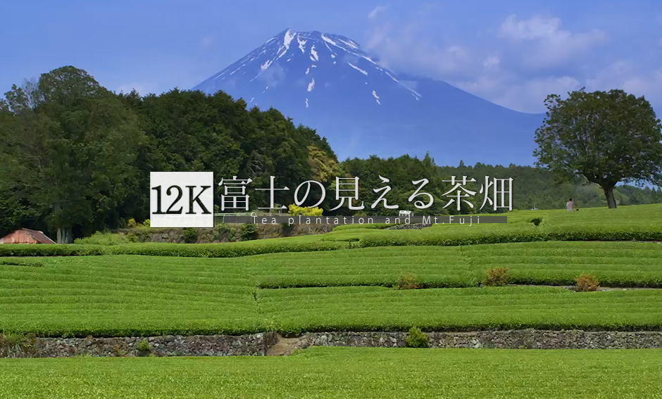 富士の見える茶畑