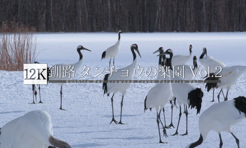 釧路湿原 タンチョウの楽園 Vol.2_12K