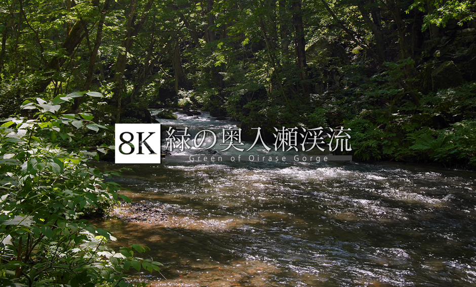 緑の奥入瀬渓流_8K 