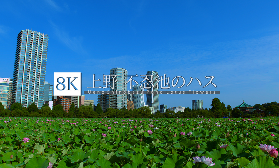 上野 不忍池のハス_12K