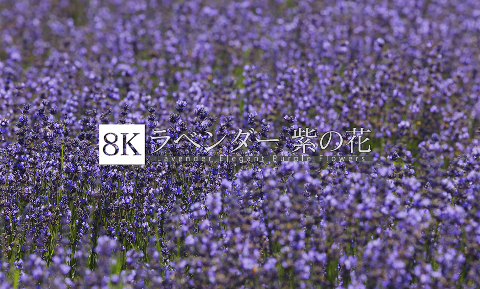 ラベンダー 紫の花_8K