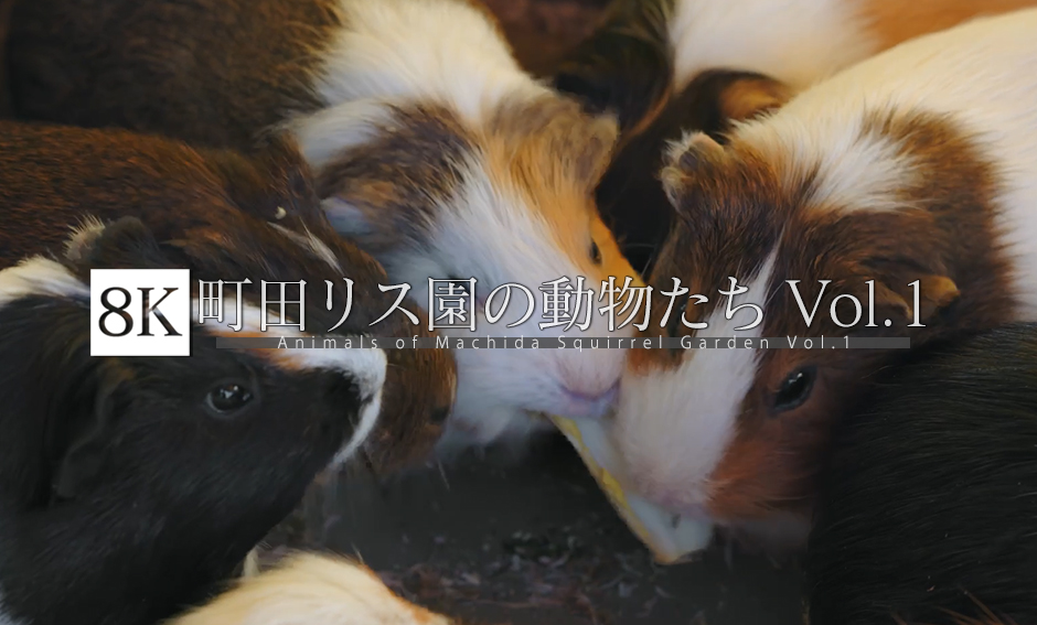町田リス園の動物たち Vol.1 ウサギとモルモット_8K