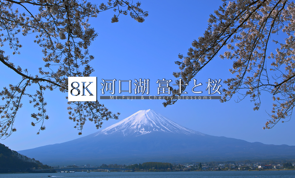 河口湖 富士と桜_8K